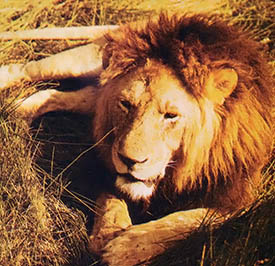 Educational Tours: Kenya Safari and Utah Canyonlands